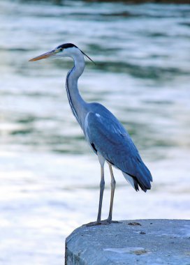 Great blue heron clipart