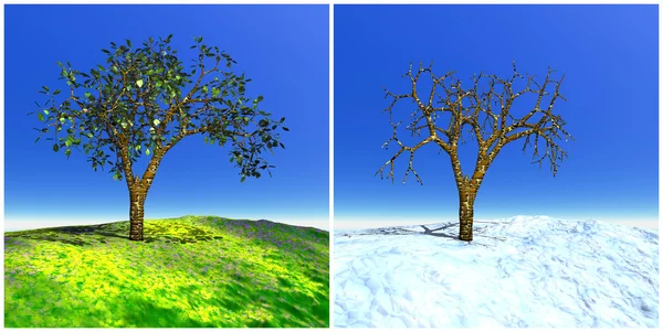 Verão e árvore de inverno — Fotografia de Stock