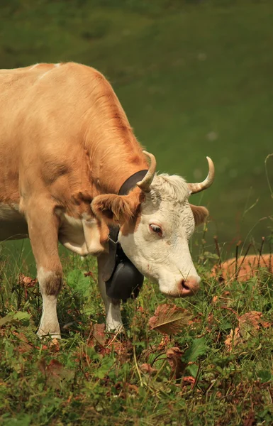 Корова ест — стоковое фото