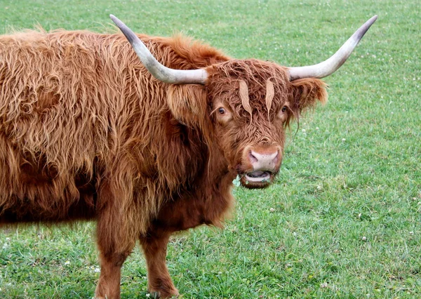 苏格兰运动协会牛的肖像 — 图库照片