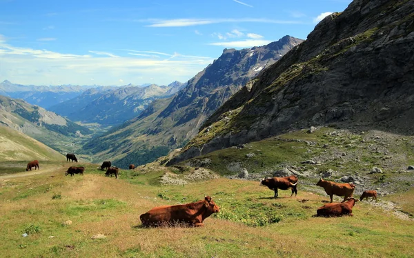 Krávy v průsmyku galibier, Francie — Stock fotografie