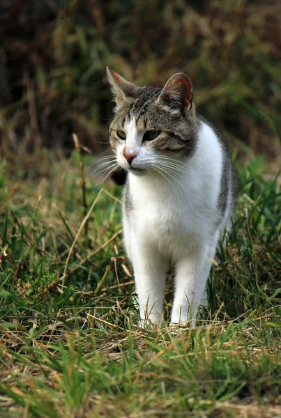 Дикая кошка в траве — стоковое фото