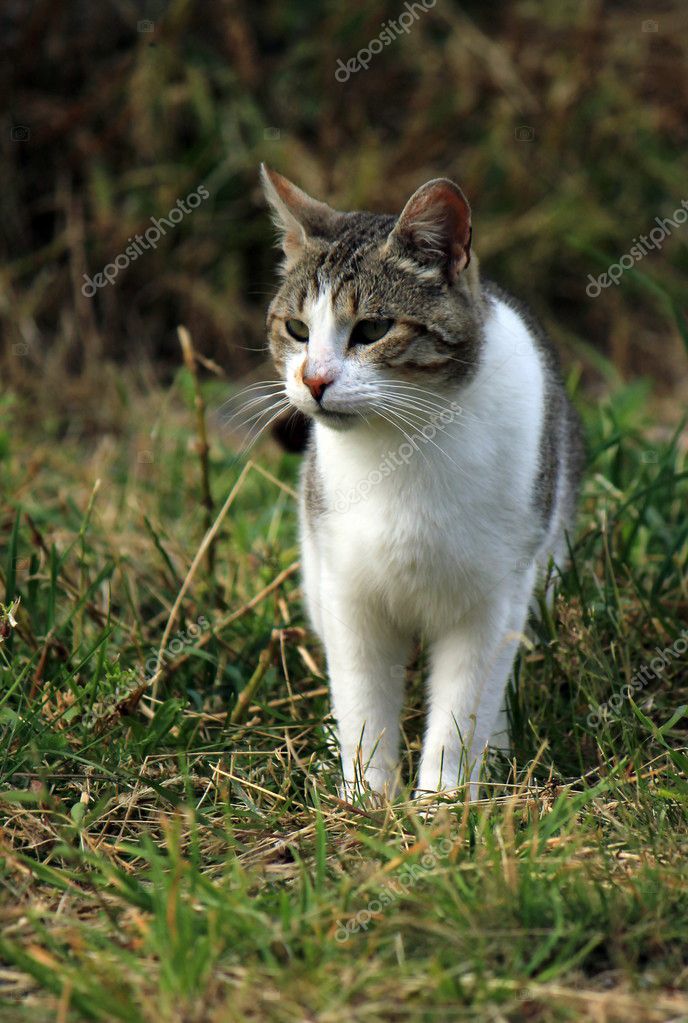 Gatto Selvatico Nellerba Foto Stock Elenarts 7185086