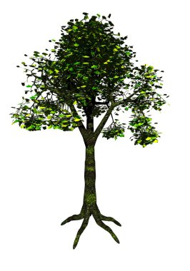 Ginkgo ağacı