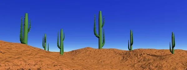 Пейзаж кактус в пустыне — стоковое фото