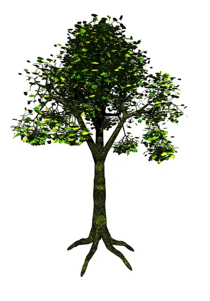Ginkgo ağacı — Stok fotoğraf