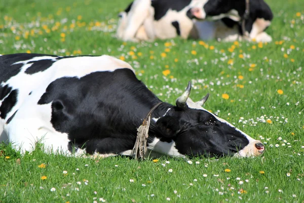 Vacas de Friburgo cantão, Suíça, descansando — Fotografia de Stock