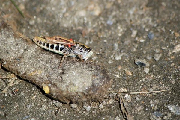 Grasshopper on the ground — Stock Photo, Image