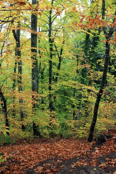 Лес в осенний сезон — стоковое фото