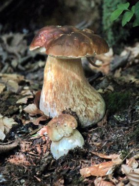 Brown birch boletes in the forest clipart