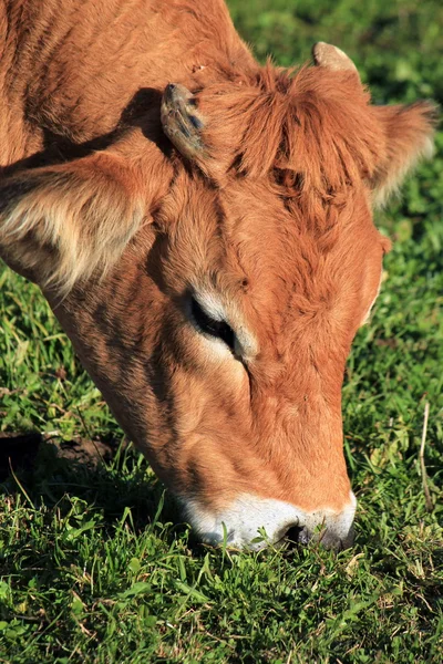 Retrato de una vaca marrón — Foto de Stock