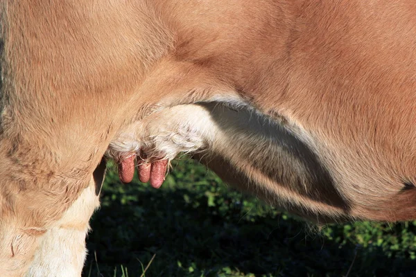 Udders de una vaca —  Fotos de Stock