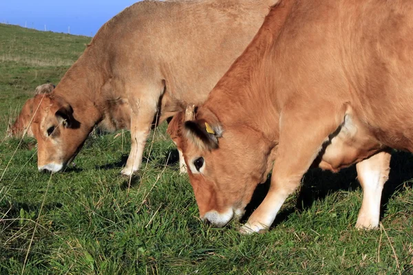 Коровы едят — стоковое фото
