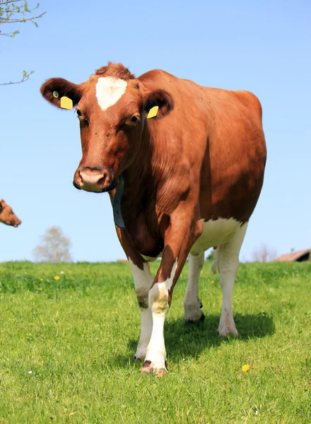 Коровья ходьба — стоковое фото