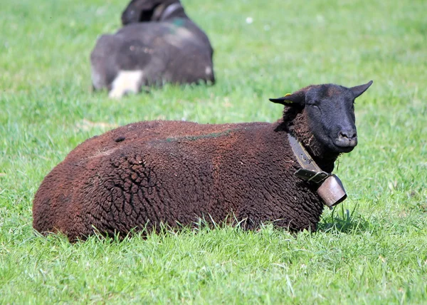 Чорна вівця лежить на лузі — стокове фото