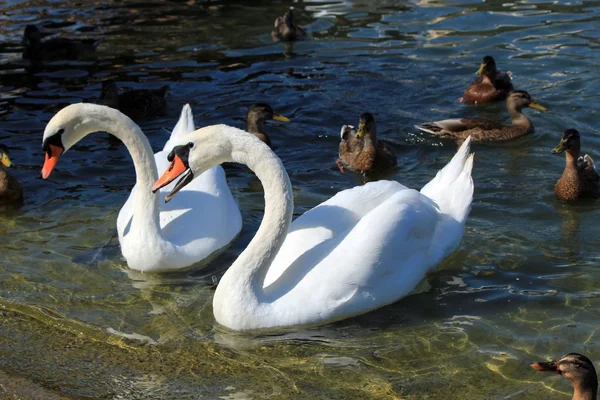 Cisne irritado entre outras aves aquáticas — Fotografia de Stock