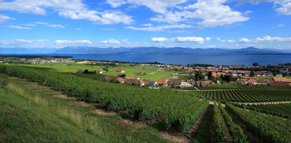 stock image Terraced vineyards of Lavaux at Lake Geneva, Switzerland