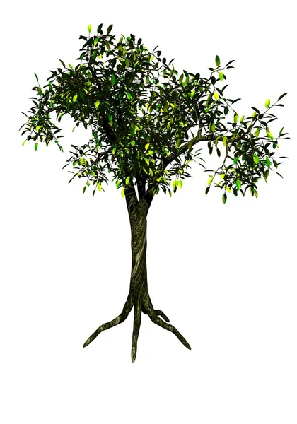 Akasya ağacı — Stok fotoğraf