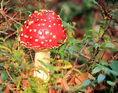 Amanita muscaria clipart