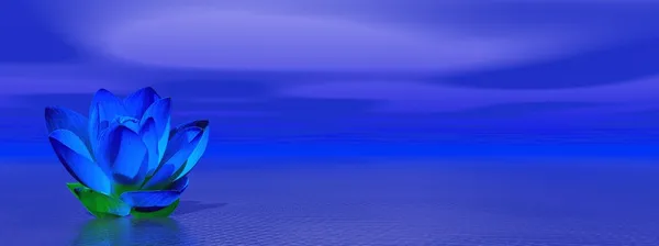 青藍海ユリの花 — ストック写真