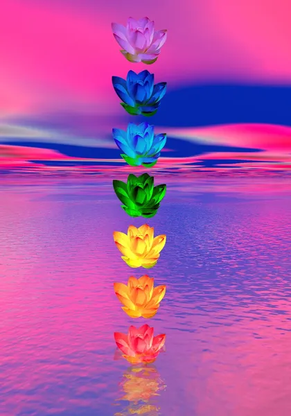 Chakra colors of lily flower — Stock Photo, Image