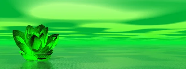 Цветок Лили в зеленом океане — стоковое фото