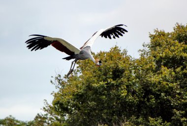 Flying royal crane