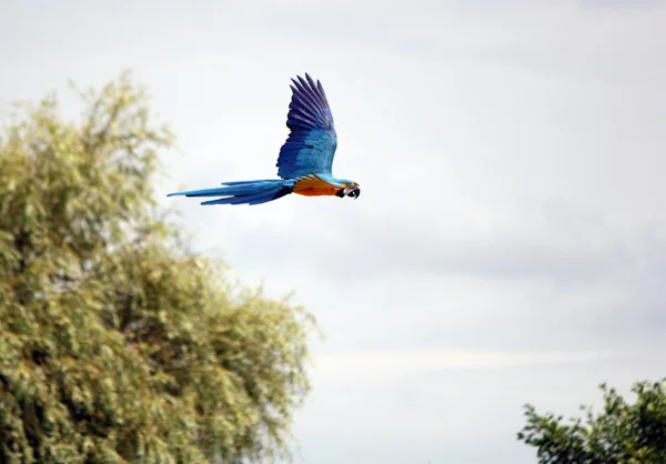 Ara macaw flying — Stock Photo, Image