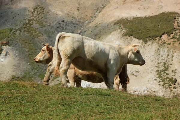 Białych krów — Zdjęcie stockowe