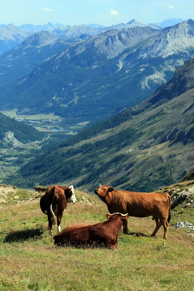 Cows at the Galibier pass, France — Stock Photo, Image