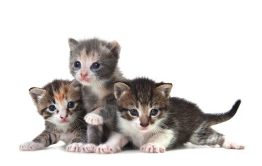 Cute Newborn Baby Kittens Easily Isolated on White clipart