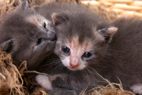 Nyfödd kattunge i en korg — Stockfoto