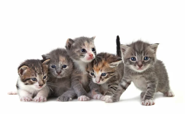 Schattige pasgeboren baby kittens gemakkelijk geïsoleerd op wit — Stockfoto