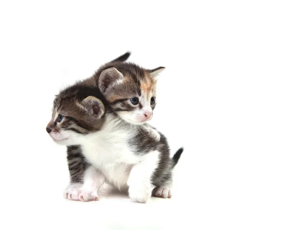 Lindos gatitos recién nacidos fácilmente aislados en blanco — Foto de Stock