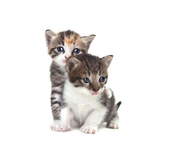Carino neonato gattini facilmente isolato su bianco — Foto Stock