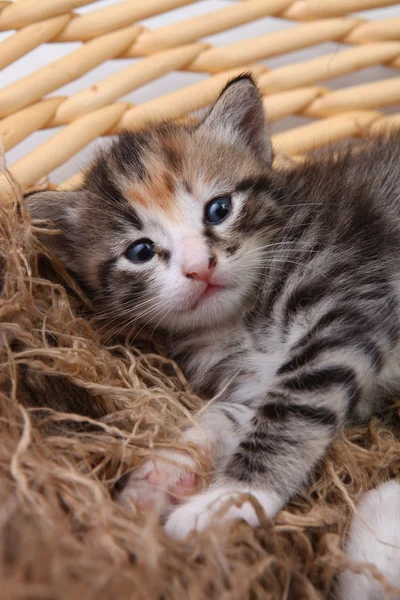 Nowo narodzony Kotek w kosz — Zdjęcie stockowe