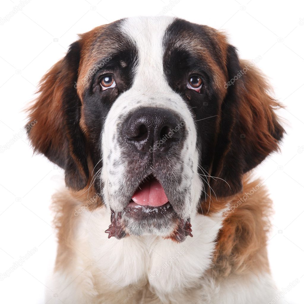 https://static7.depositphotos.com/1006739/686/i/950/depositphotos_6867084-stock-photo-cute-saint-bernard-purebred-puppy.jpg