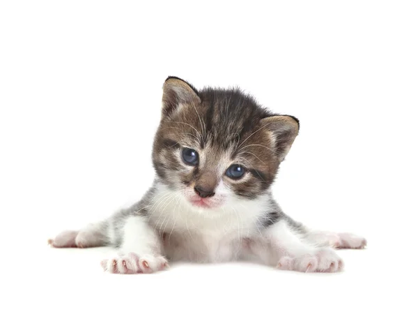 Bébé chaton mignon sur un fond blanc — Photo