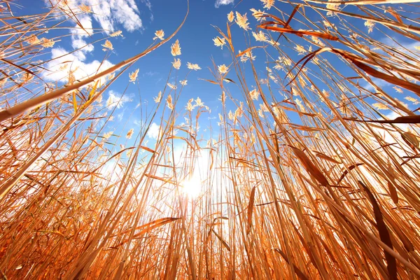 Trawa pszeniczna na zewnątrz w słoneczny dzień — Zdjęcie stockowe