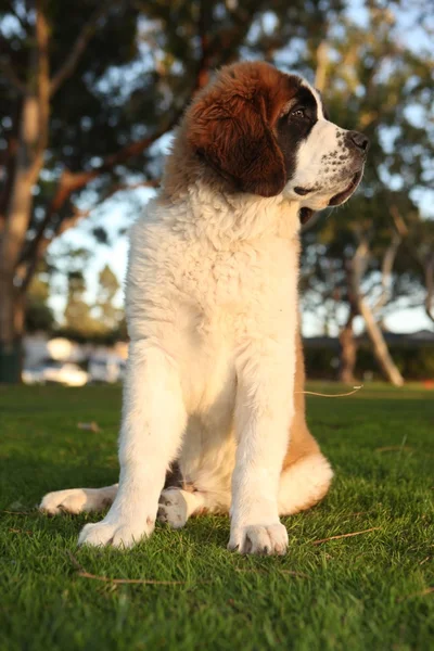 かわいいセントバーナードの純血種の子犬 — ストック写真