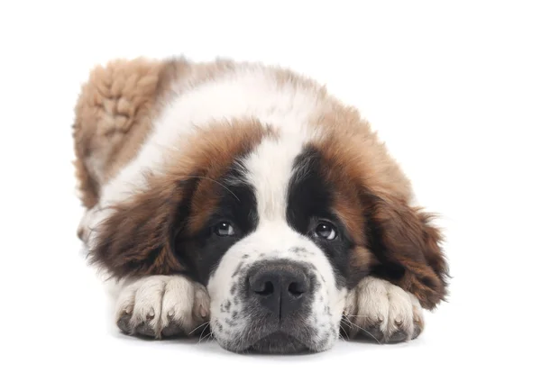 かわいいセントバーナードの純血種の子犬 — ストック写真