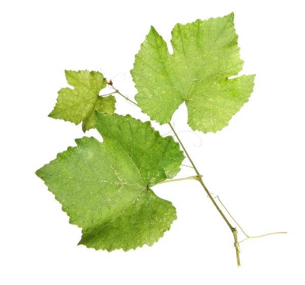 Liście winorośli zielony świeży — Zdjęcie stockowe
