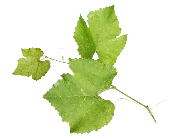 Frische grüne Weinblätter — Stockfoto