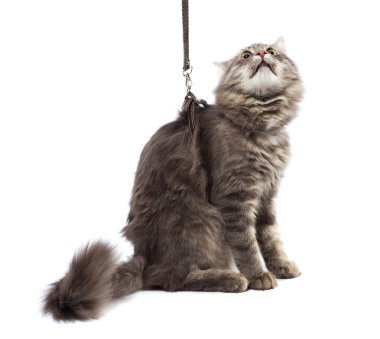 Funny cat on a leash, isolated on white background clipart