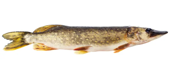 Pike crud izolat pe fundal alb — Fotografie, imagine de stoc