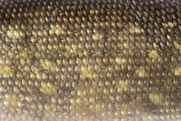 Tekstura skal szczupak — Zdjęcie stockowe