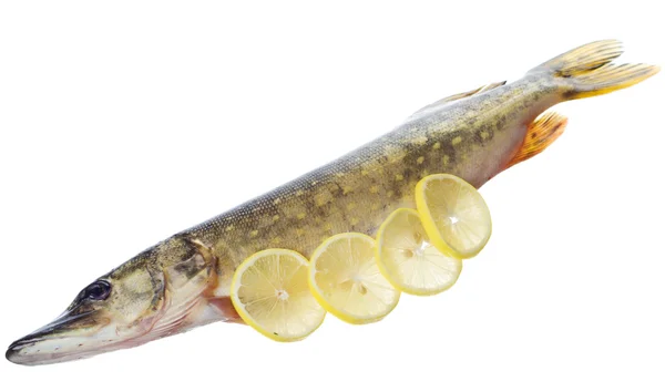 Pike crud cu ingrediente de gătit — Fotografie, imagine de stoc