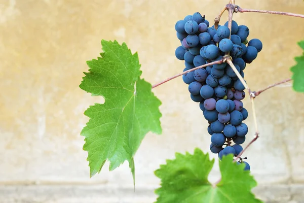 Яскравий виноград крупним планом фото — стокове фото