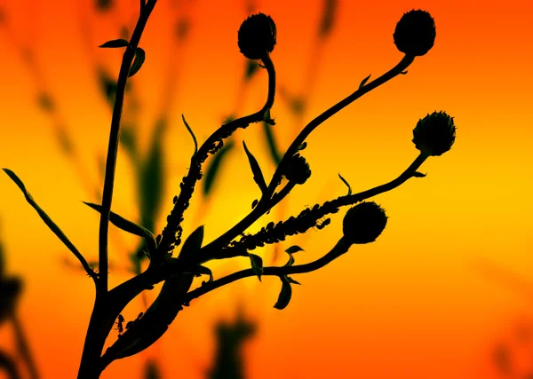 Plant silhouet — Stockfoto