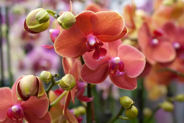 Coral Phalaenopsis orchid — Stock Photo, Image